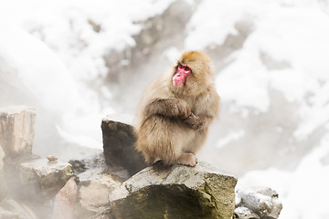 Image showing japanese macaques or snow monkeys at hot spring