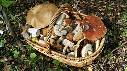 Image showing Basket with edible mushrooms