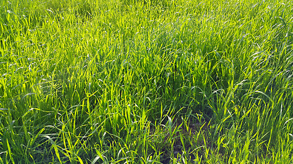 Image showing Fresh green grass with sunlight natural background