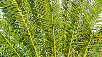 Image showing Palm branches close-up background