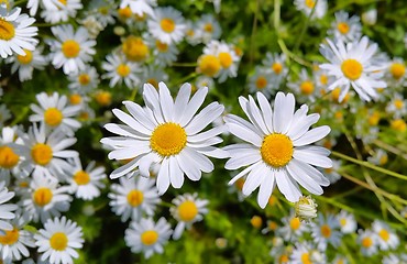 Image showing Beautiful chamomile flowers