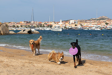 Image showing Group of dogs playing with frisbee on dogs friendly beach near Palau, Sardinia, Italy.