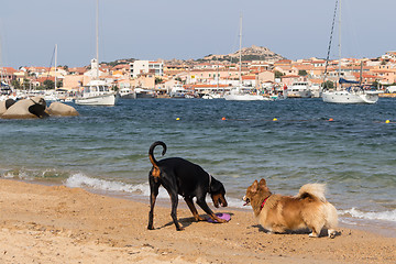 Image showing Group of dogs playing with frisbee on dogs friendly beach near Palau, Sardinia, Italy.