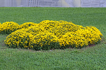Image showing Yellow Flowers Park