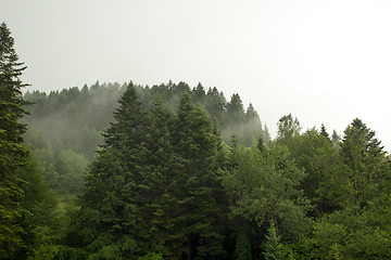 Image showing Spruce trees if fog