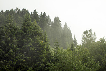 Image showing Spruce trees if fog