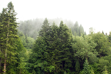 Image showing Spruce trees if fog