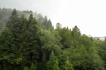 Image showing Spruce trees if fog