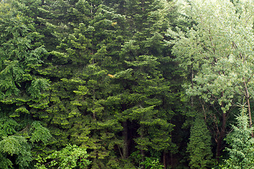 Image showing Spruce trees if fog