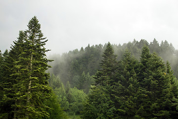 Image showing Spruce trees if fog