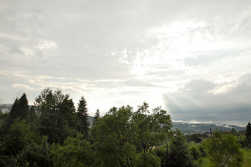 Image showing Spruce trees if fog