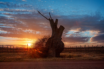 Image showing Bulbous tree trunk and grape vines in the sunrise