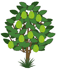 Image showing Vector illustration tree with exotic fruit guava