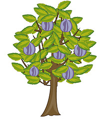 Image showing Vector illustration tree with ripe fruit figs