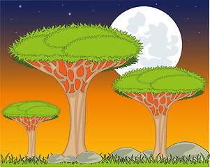 Image showing Landscape with exotic dragon tree in the night