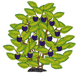 Image showing Vector illustration of the ripe berry blackberry on bush