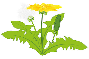 Image showing Plant dandelion on white background is insulated