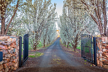 Image showing Entrance of tree lined drive way in full flower