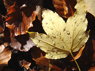 Image showing wet autumn leaf