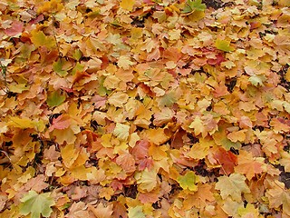 Image showing Autumn In Park