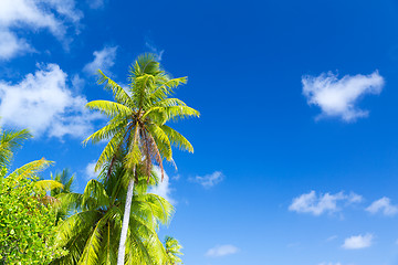 Image showing palm trees over blue sky