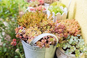 Image showing Variation of flower pots with succulents