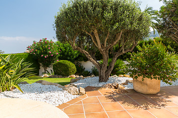 Image showing Mediterranean garden with olive tree