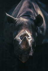 Image showing Rhinoceros