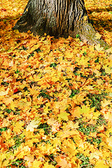 Image showing Autumn