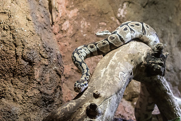 Image showing Two Python snakes on dry wood branch