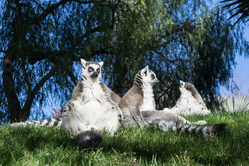 Image showing Family of lemurs sunbathing on the grass. The ring tailed lemur, Lemur catta, is a large strepsirrhine primate and the most recognized lemur due to its long, black and white ringed tail