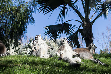 Image showing Family of lemurs sunbathing on the grass. The ring tailed lemur, Lemur catta, is a large strepsirrhine primate and the most recognized lemur due to its long, black and white ringed tail