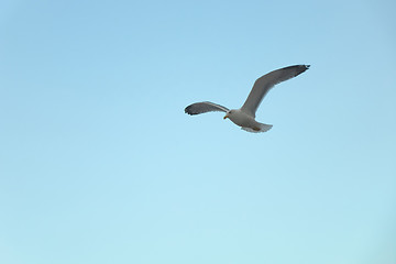 Image showing the seagull is flying in the sky