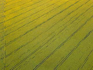 Image showing Aerial view from the drone to fields with crops in the spring at sunset