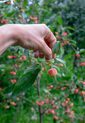 Image showing A man\'s hand holds a small paradise apple with green leaves in the garden