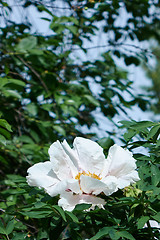 Image showing Fragrant white peony bloom amidst lush foliage