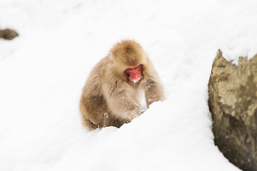 Image showing japanese macaque or monkey searching food in snow