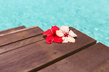 Image showing beautiful purple hibiscus flower on wooden pier