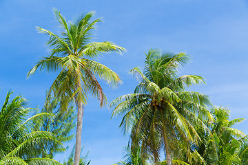 Image showing palm trees over blue sky