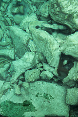 Image showing Sea bed background