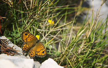 Image showing Orange papillon