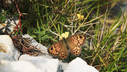 Image showing Orange papillon