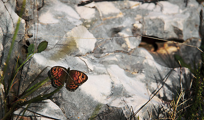 Image showing Orange papillon