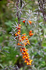 Image showing Branch with berries of sea-buckthorn in the garden