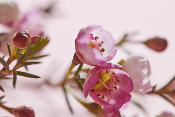 Image showing Spring pink flowers on a pink background close-up. Floral background