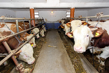 Image showing Cows pen