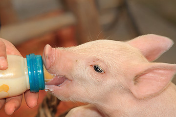 Image showing Bottle Feed Piglet