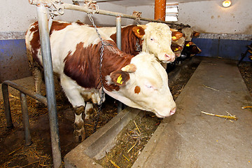 Image showing Cow Farm