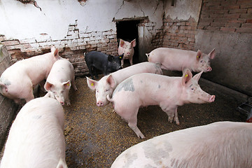 Image showing Pigs Farm