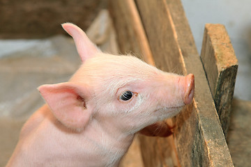 Image showing Piglet